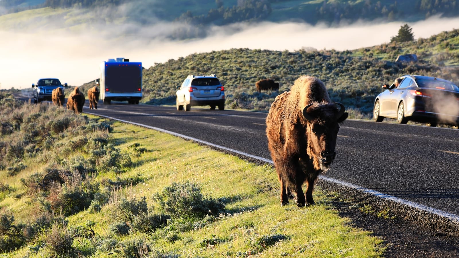 Yellowstone National Park with GyPSy Guide Driving Tour App