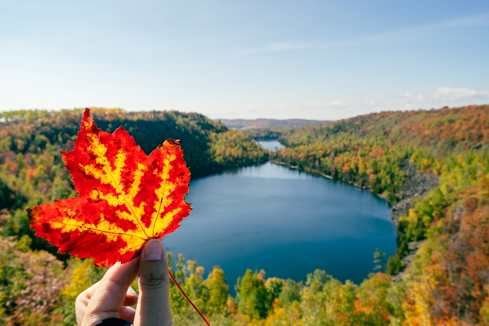 Hand holds out a red maple leaf at Bean and Bear Lake Loop hike along the Superior Hiking Trail in Minnesota, during fall