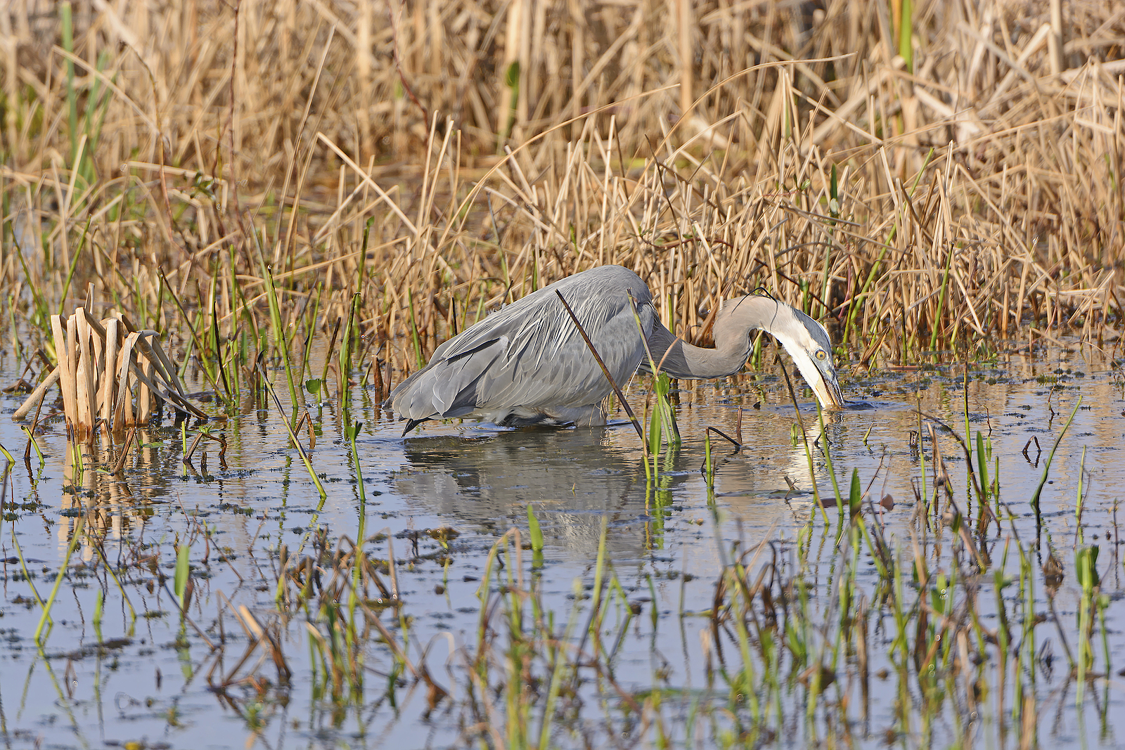 Cameron Prairie National Wildlife Refuge