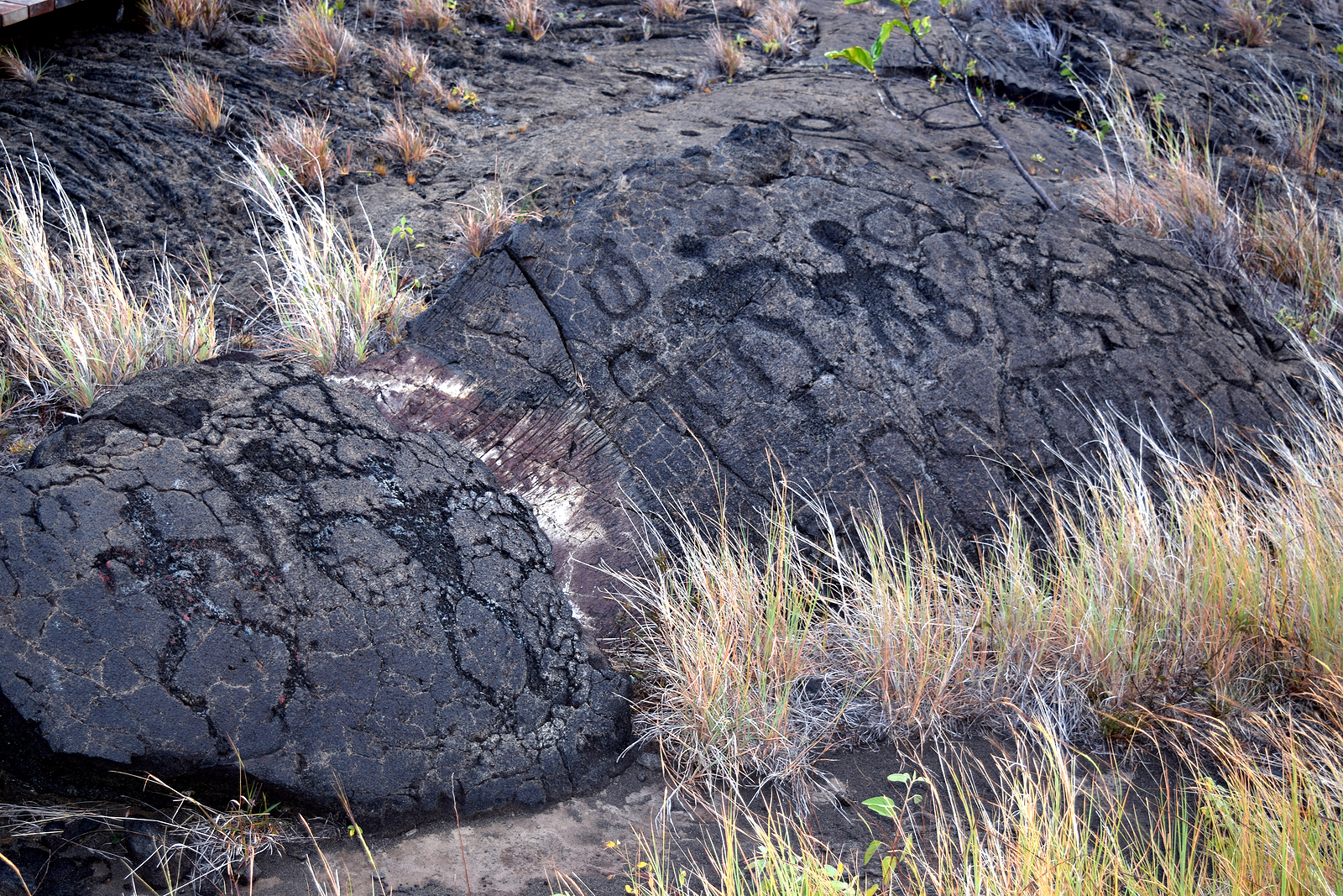 Puu Loa Petroglyphs on Chain of Craters Road in Hawai'i Volcanoes National Park