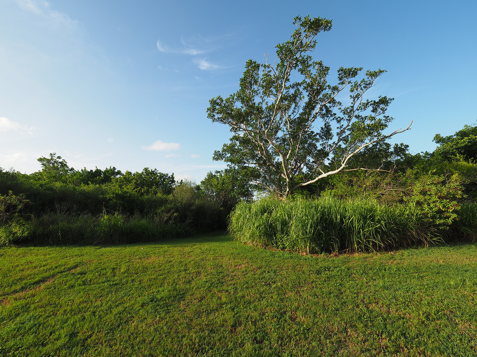Tree And Bright Green Vegetation At Trailhead At Eco Pond In Eve