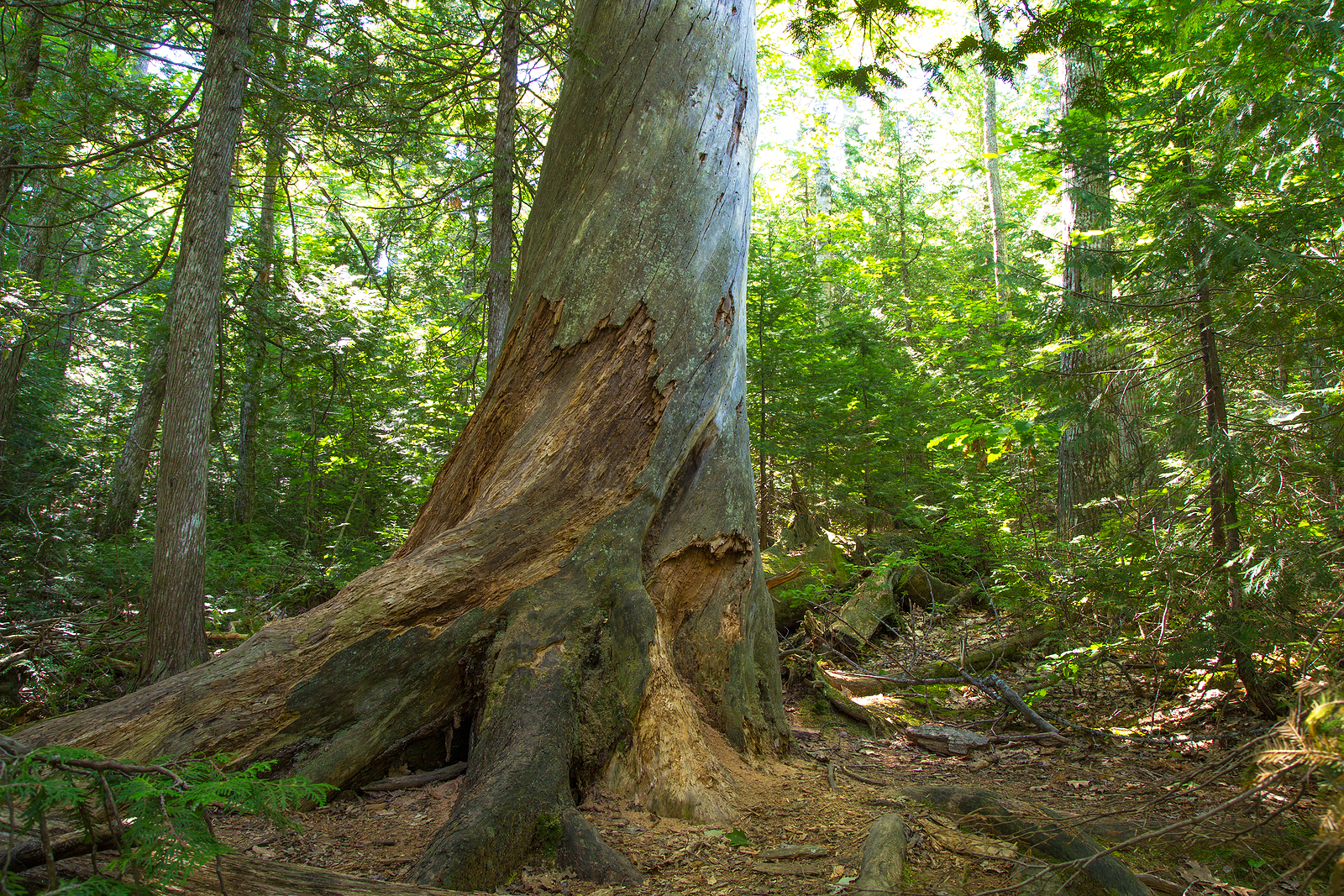Estivant Pines Nature Sanctuary in the small Upper Peninsula Michigan town of Copper Harbor. The nature sanctuary features hiking trails through an old growth northern boreal forest.