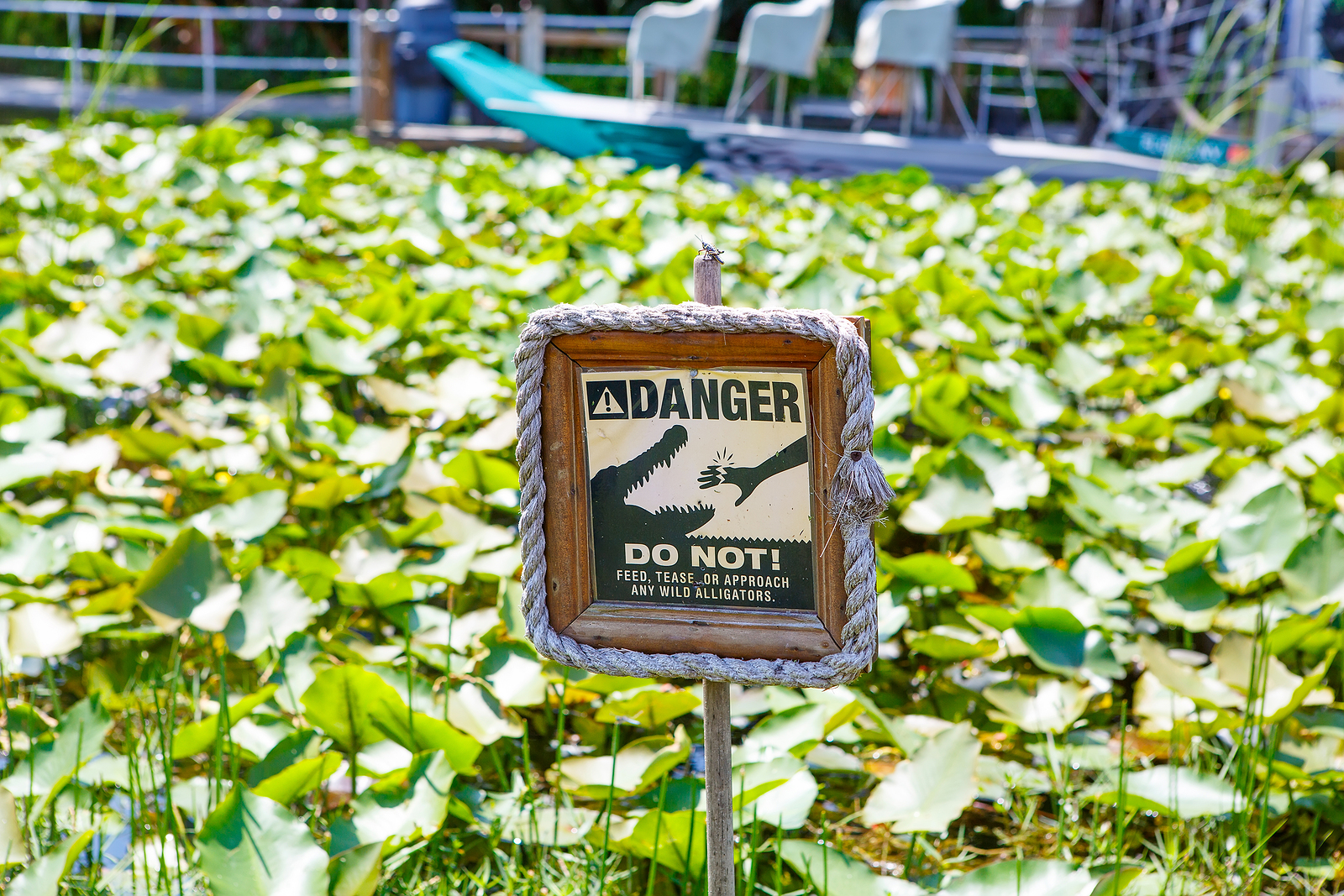 Everglades Alligator Farm