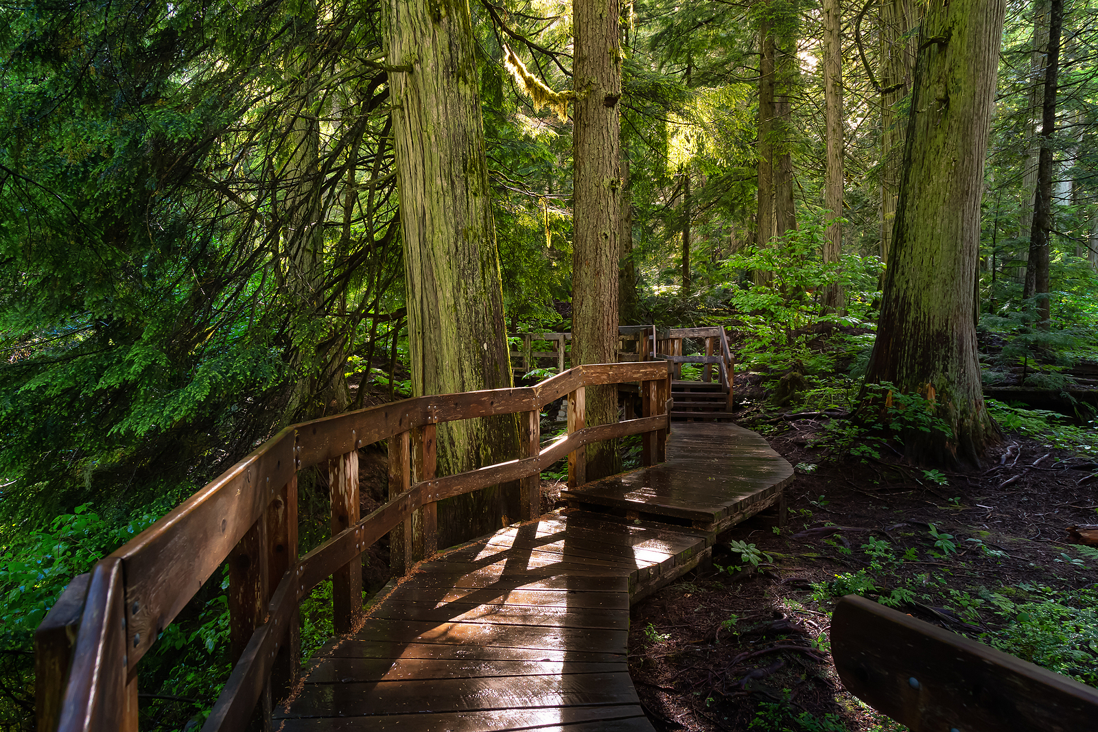 Wooden Pathway In The Rain Forest During A Vibrant Sunny Day. Ta
