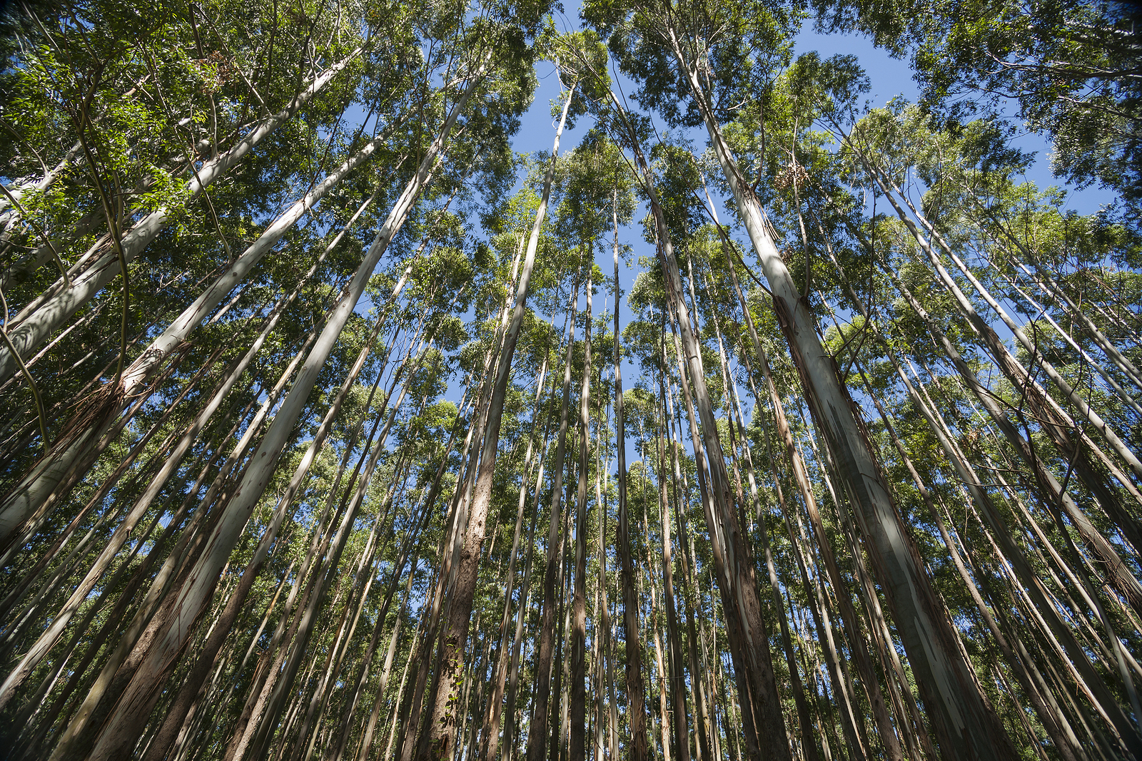 Towering and converging trees on the Hamakua Coast,  Hawaii eucalyptus trees.