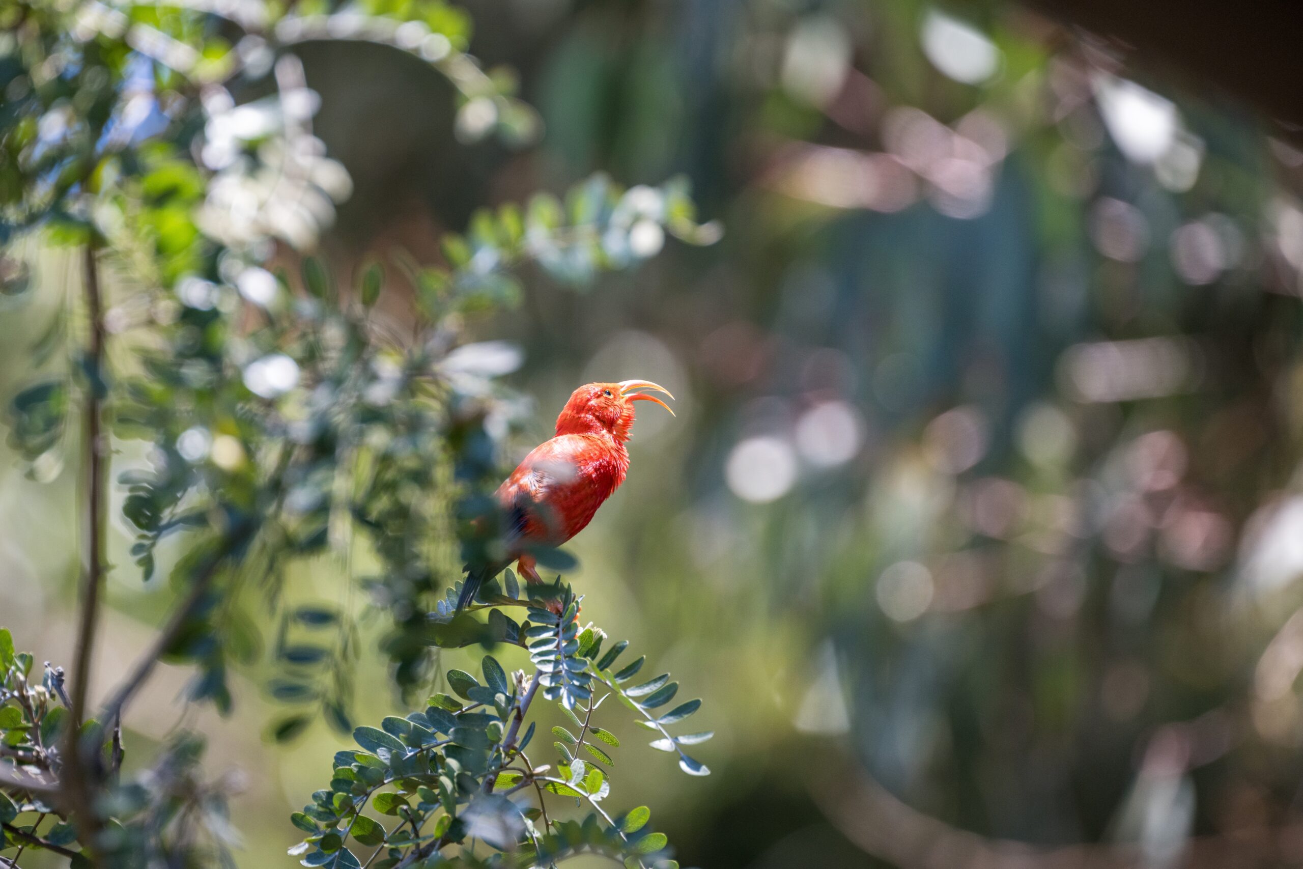 Bright,Red,Songbird,,The,Hawaiian,Honeycreeper,Bird,Also,Called,The