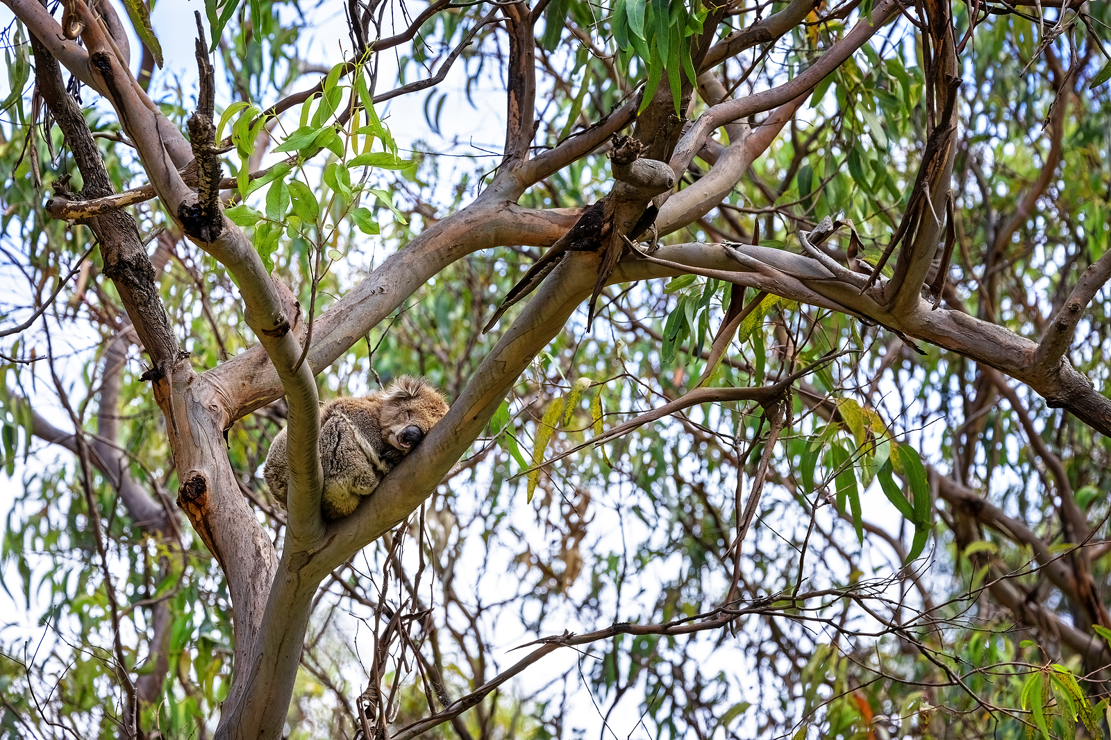 Cute Koala, Phascolarctos Cinereus, Sleeps In A Eucalyptus Tree.