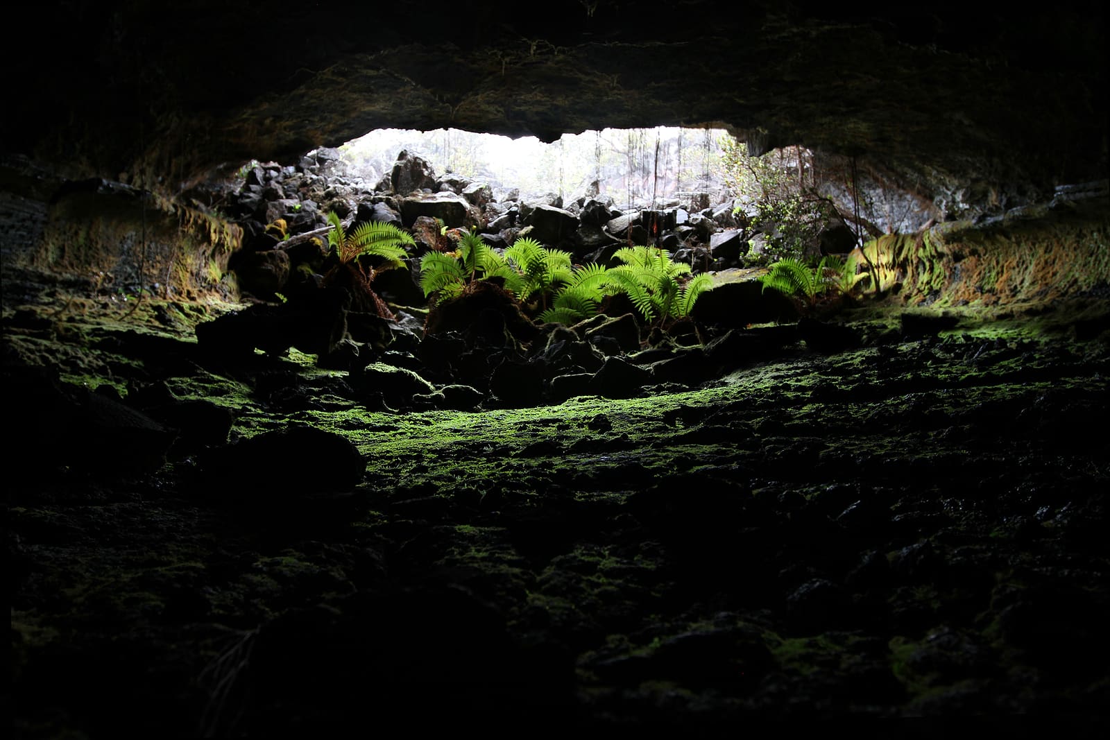 Looking out at the opening from inside a lava tube in Hawaii
