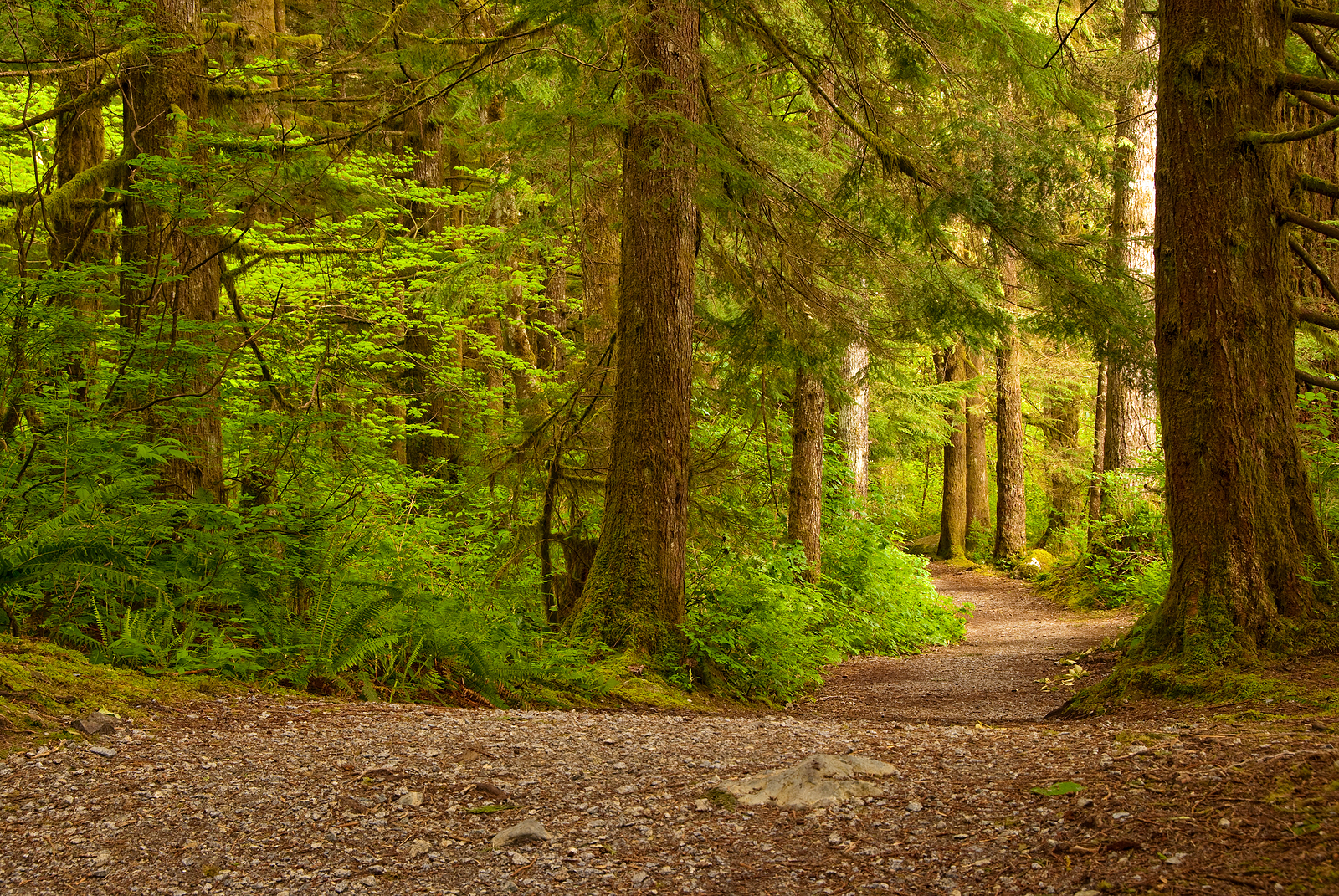 Fragment of Lower Falls trail in Golden Ears park, Vancouver, Canada.