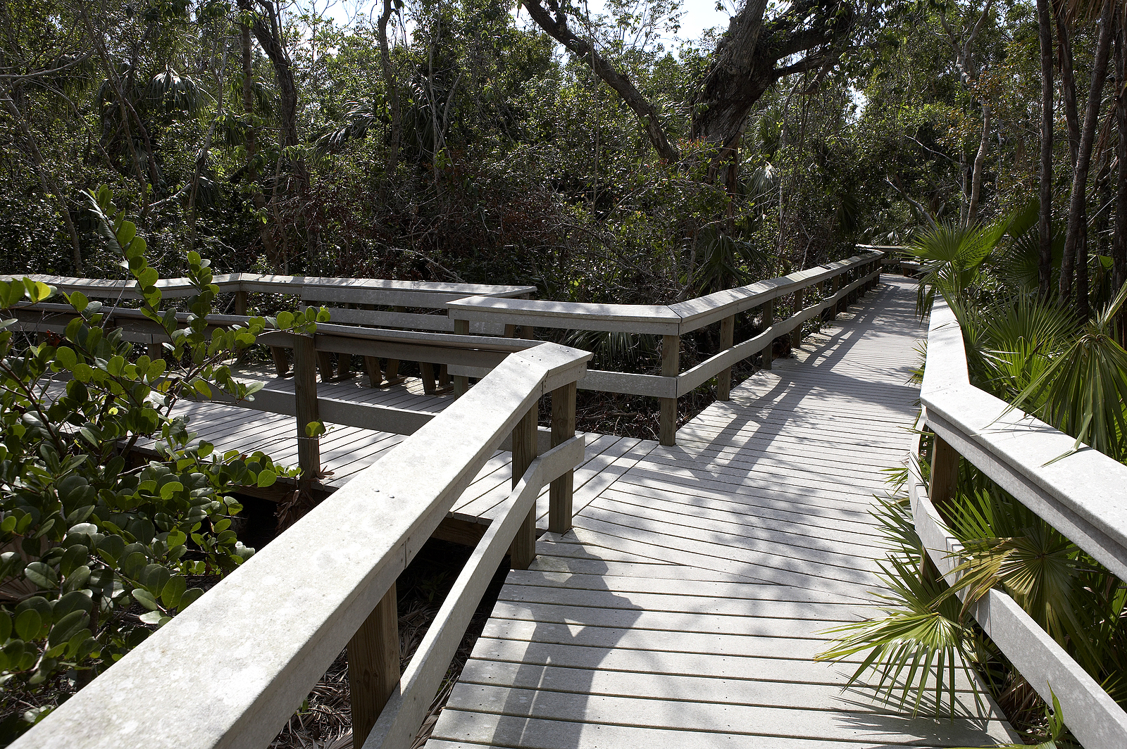 Walkways Within Mahogany Hammock