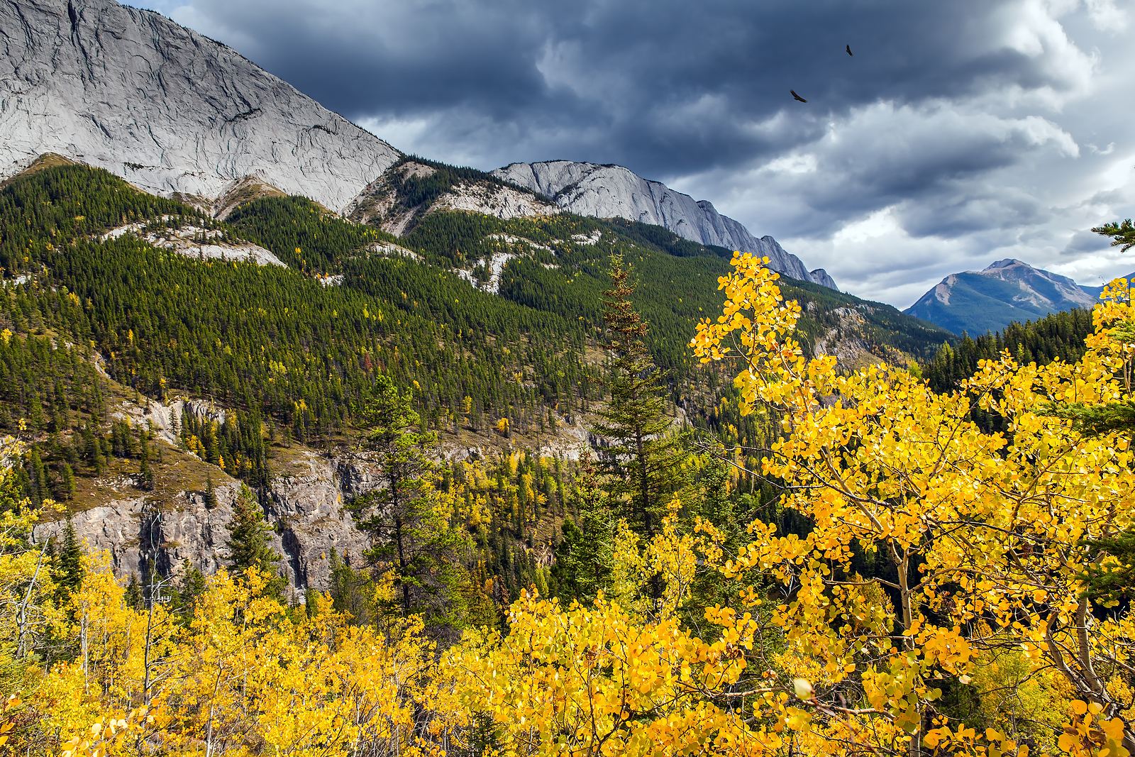 The magic colors of northern autumn. Orange, yellow and red leaves of aspens and birches. Concept of active, car and photo tourism. Road to Miette Hot Springs - the Hottest Springs in the Rockies