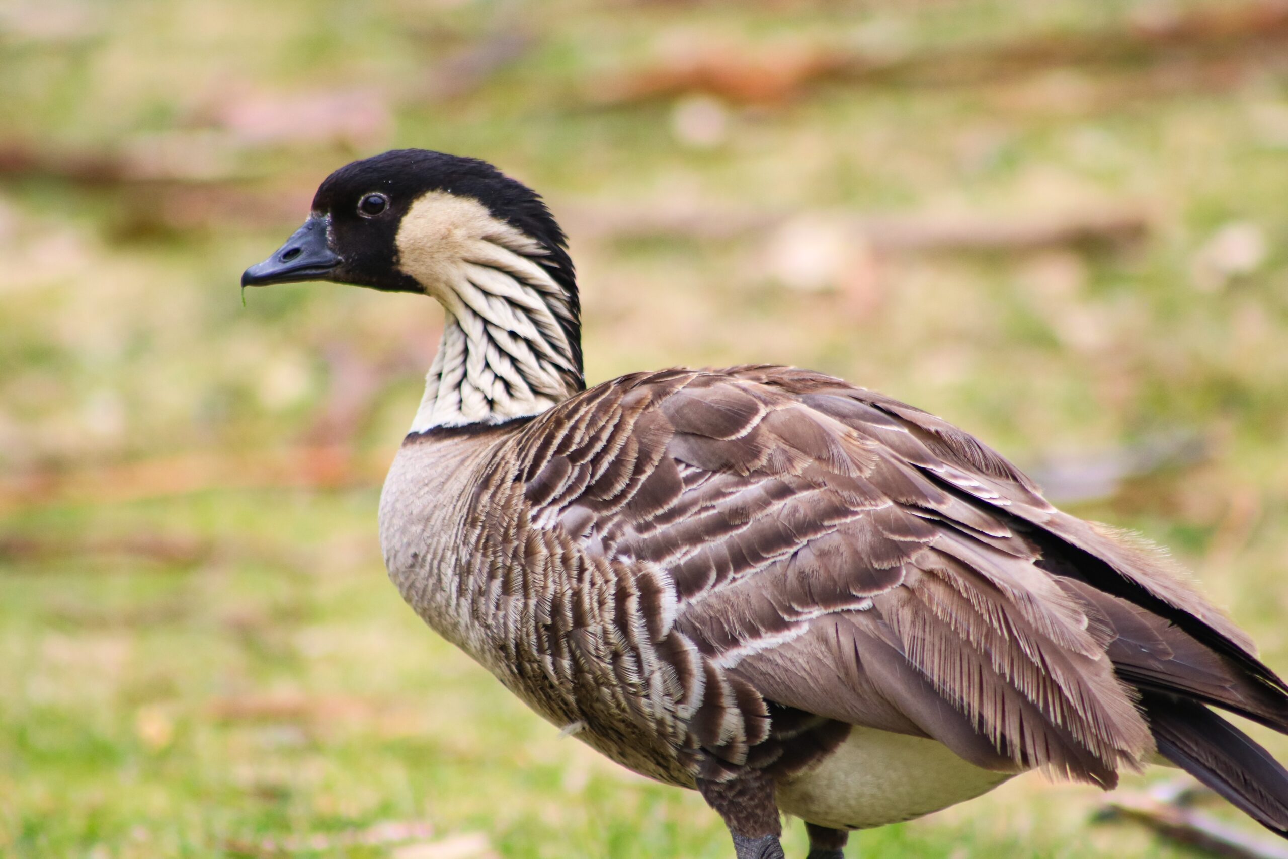 Hawaiian,Nene,Goose,,Maui,Hawaii