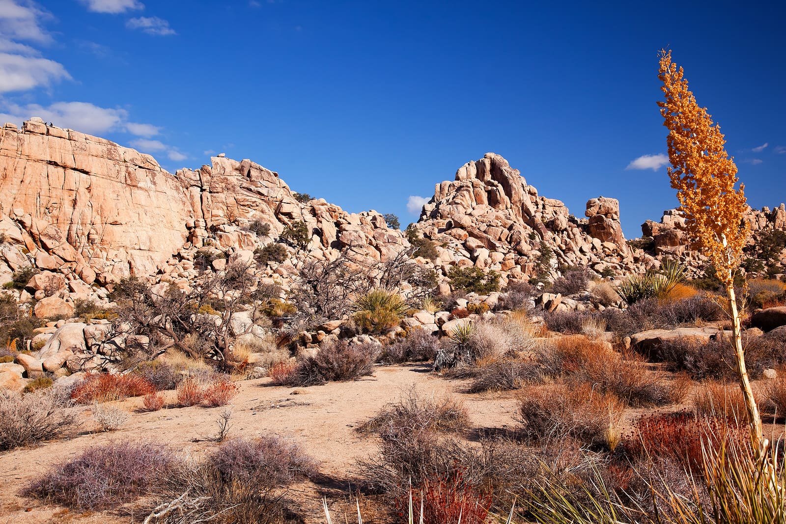 Yucca Nolina Beargrass located in Hidden Valley Mojave Desert Joshua Tree National Park California. Rock Climbers are in Background.