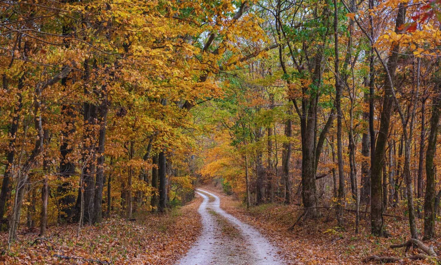 Old Trace Drive
