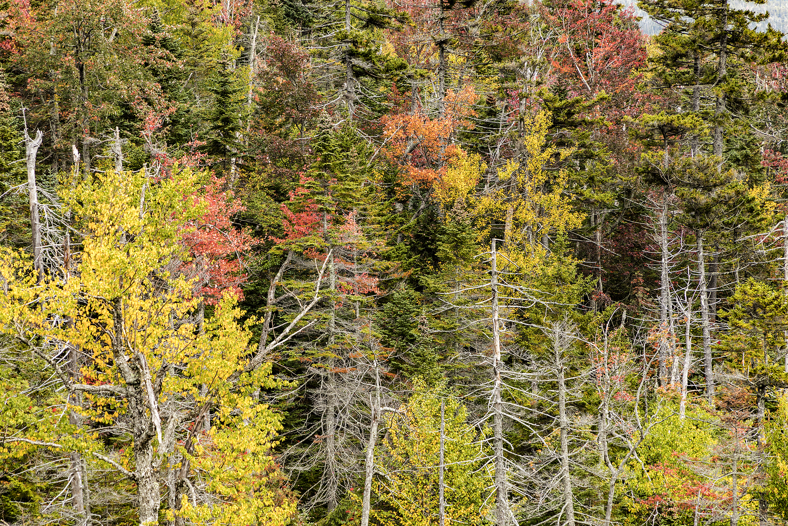 trees at white Mountains national forest in Indian summer colors , New Hampshire