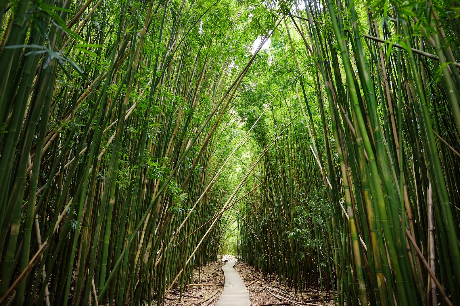 Wooden path through dense bamboo forest leading to famous Waimoku Falls. Popular Pipiwai trail in Haleakala National Park on Maui Hawaii USA