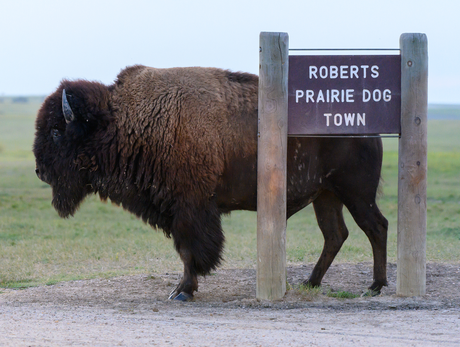 Bison Scratches Back On Sign At Prairie Dog Town