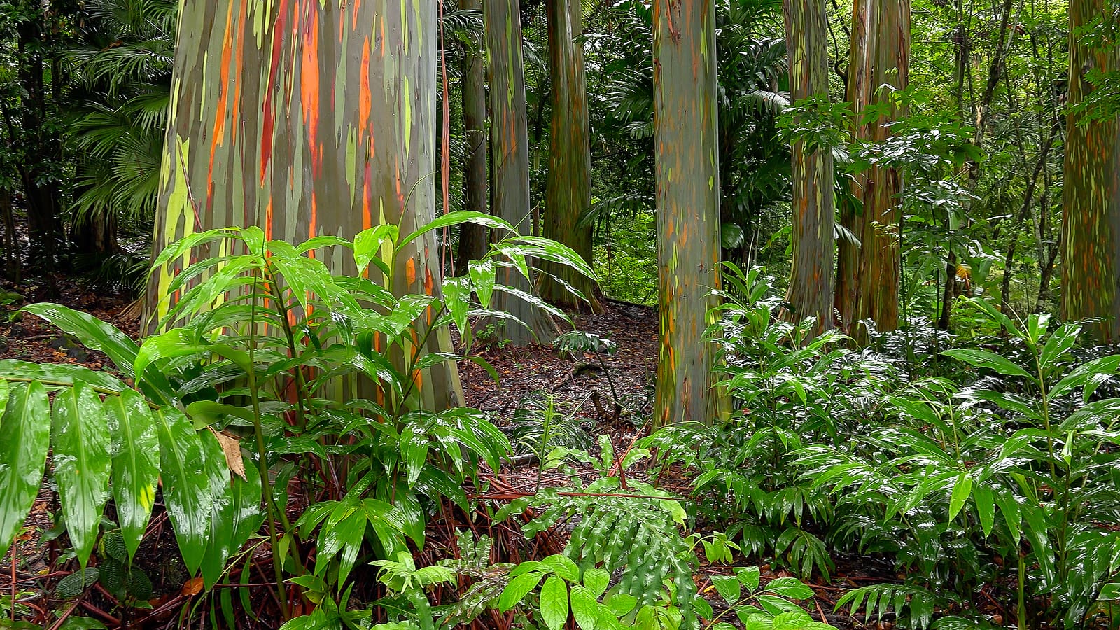 Colorful tree trunks of the Rainbow Eucalyptus (Eucalyptus deglupta) at the Keanae Arboretum along the road to Hana in Maui Hawaii