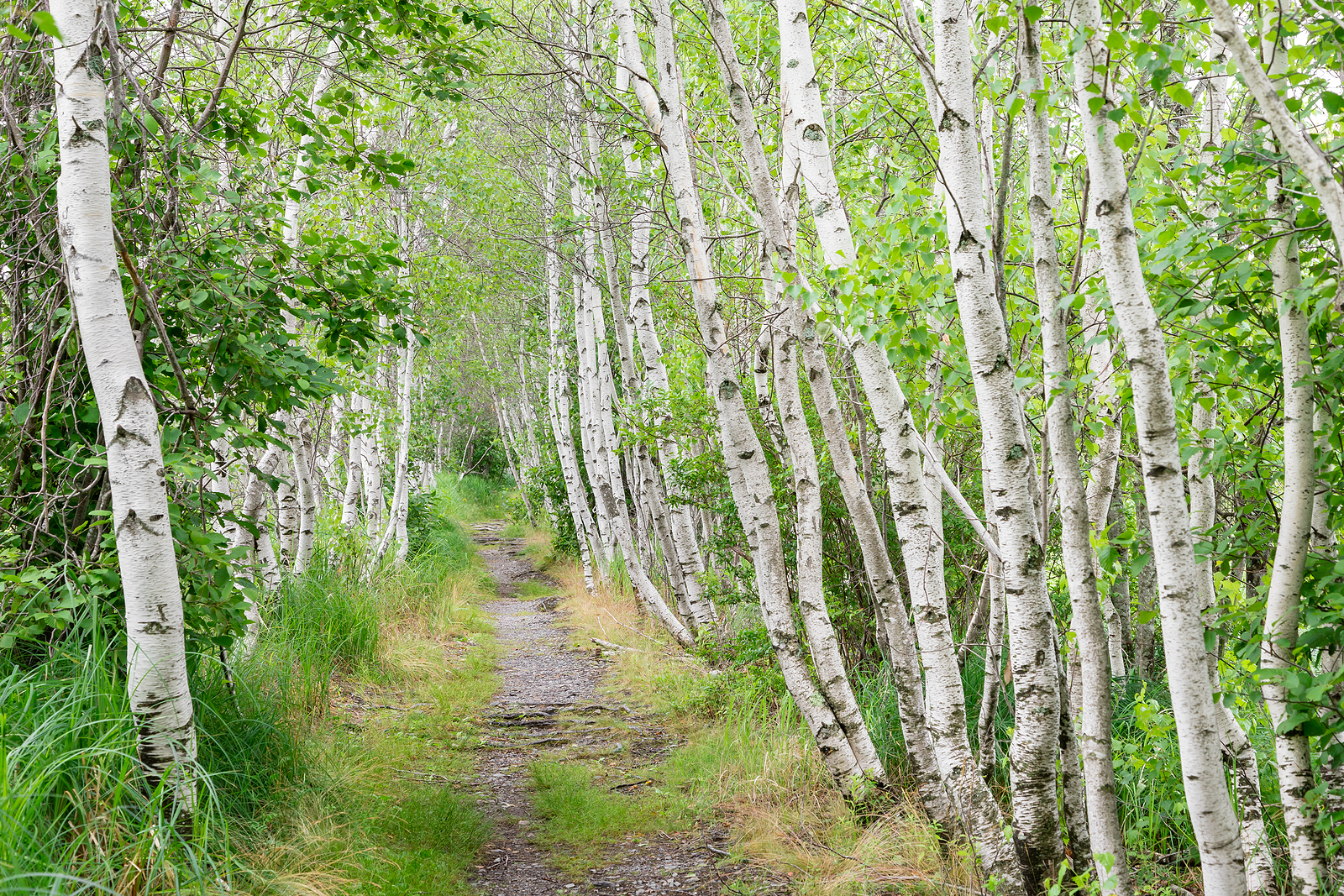 Sieur de Monts Springs