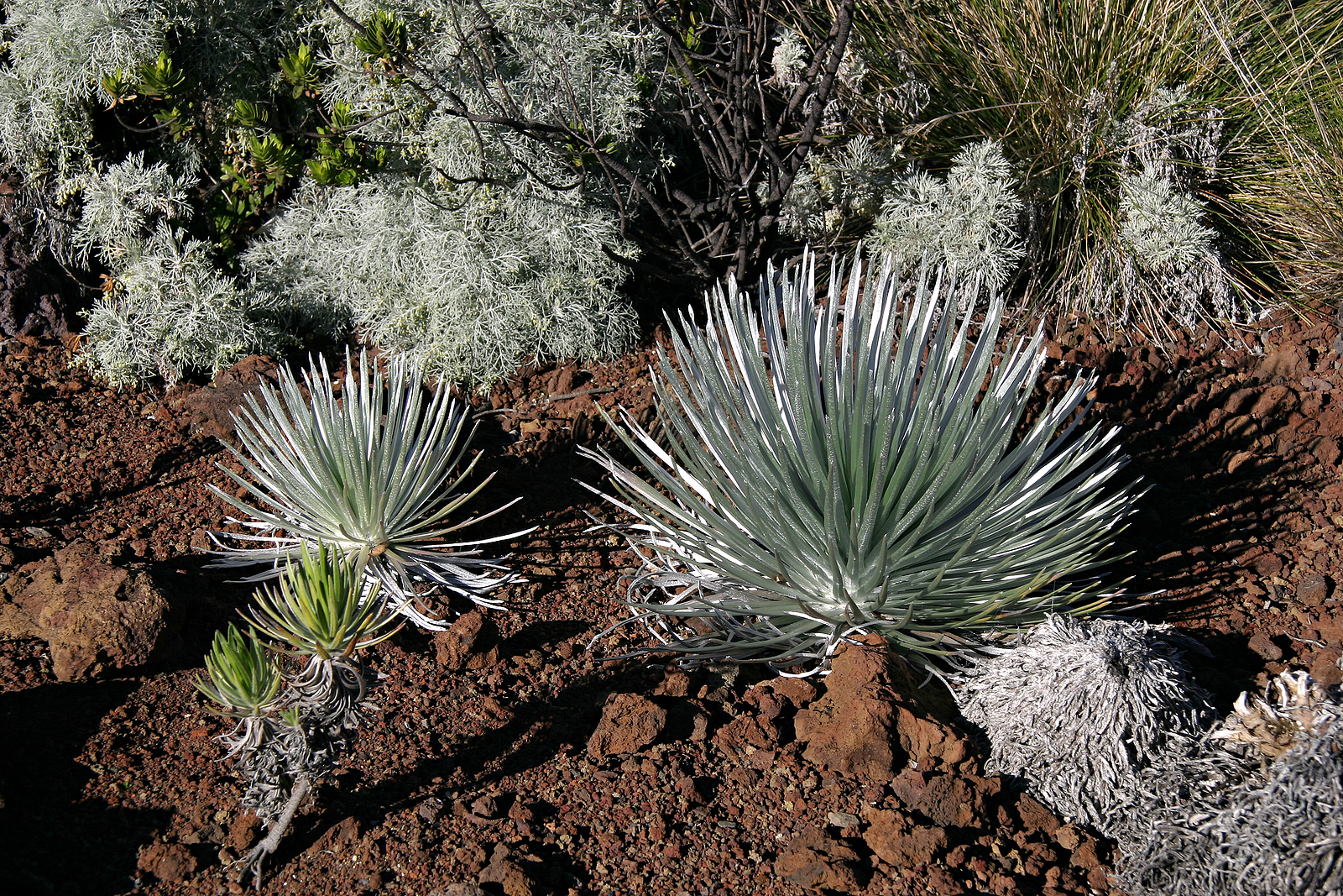 the haleakala silversword - rare plant found only in the crater and slopes of the haleakala crater on the island of maui in hawaii.