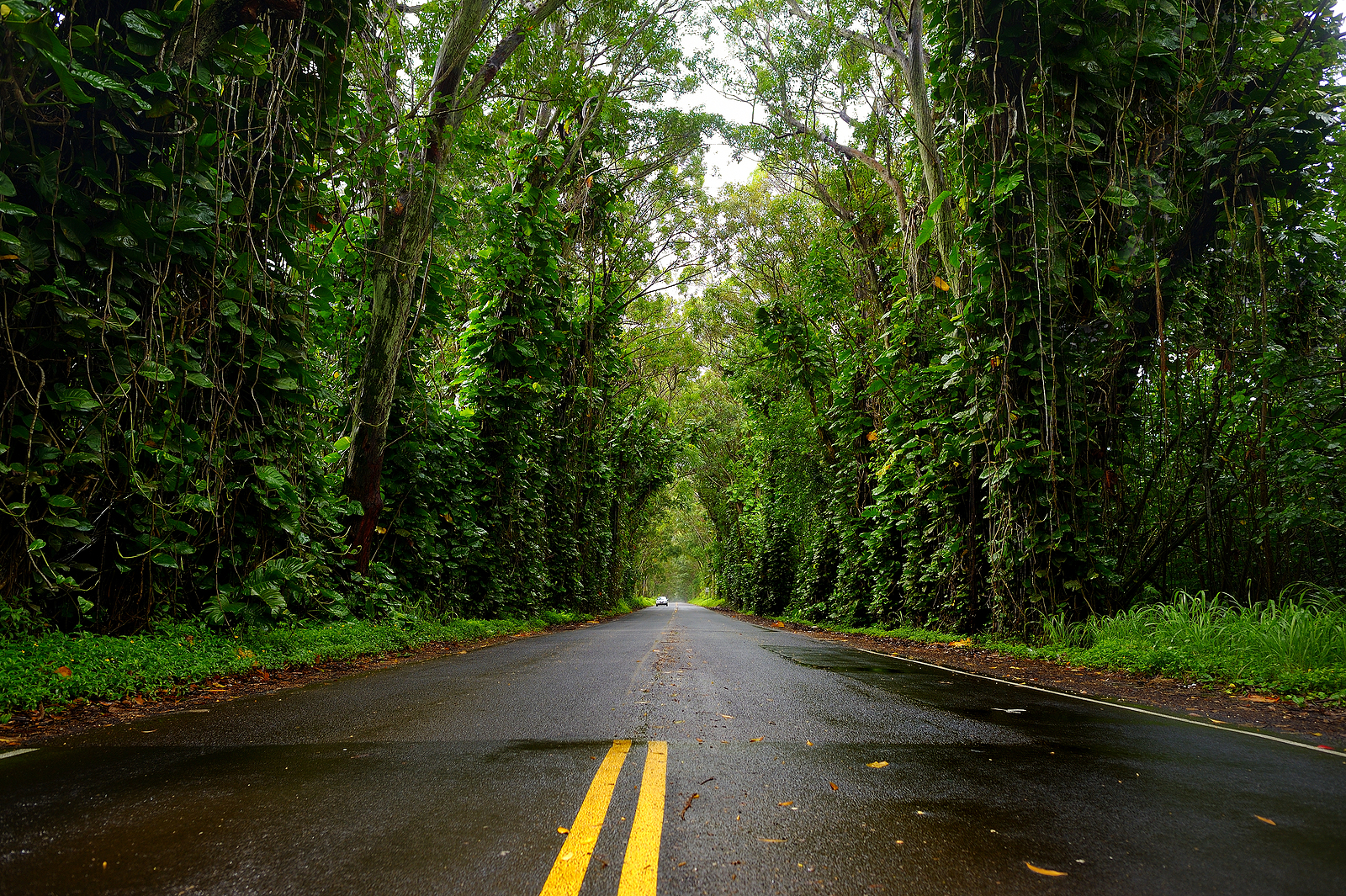 Eucalyptus tree tunnel near Koloa Town on Kauai Hawaii