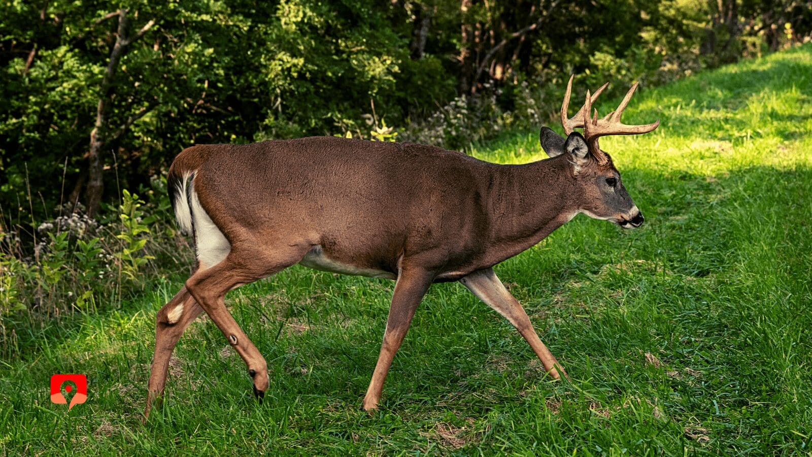 Shenandoah National Park with GyPSy Guide Driving Tour App