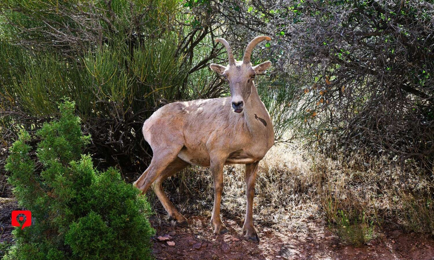 Spot Desert Bighorn Sheep