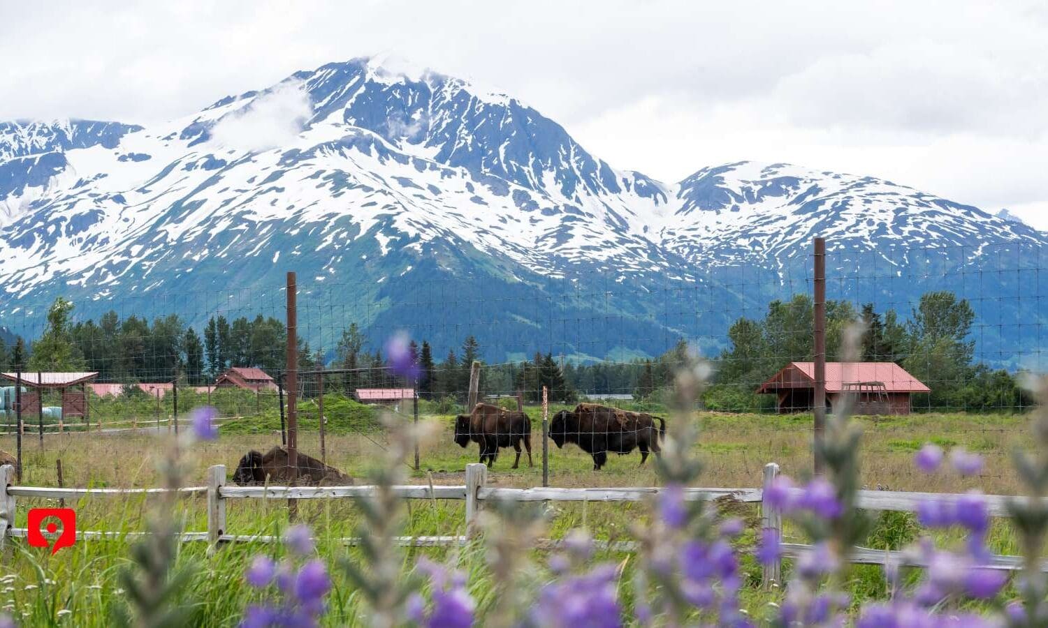 Alaska Wildlife Conservation Center