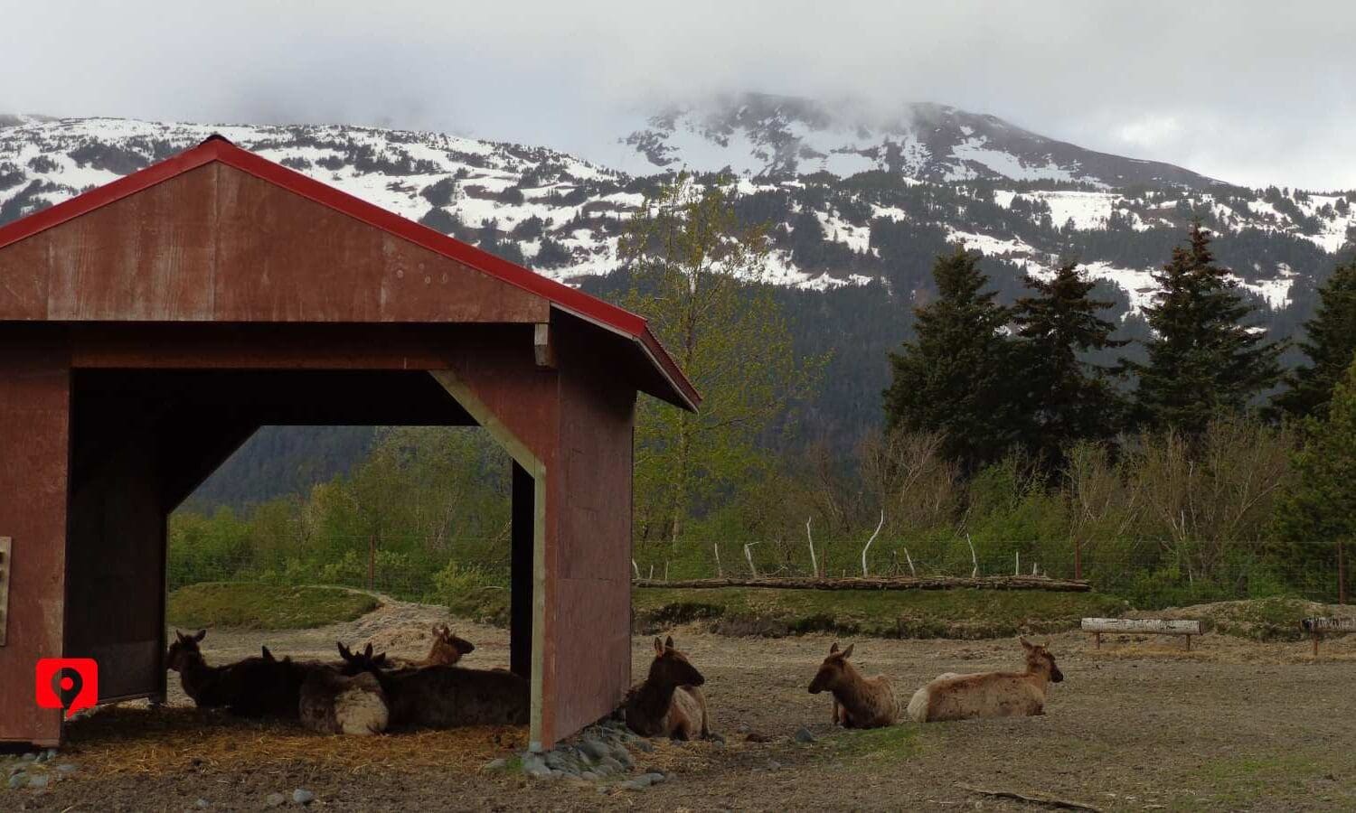 Alaska Wildlife Conservation Center