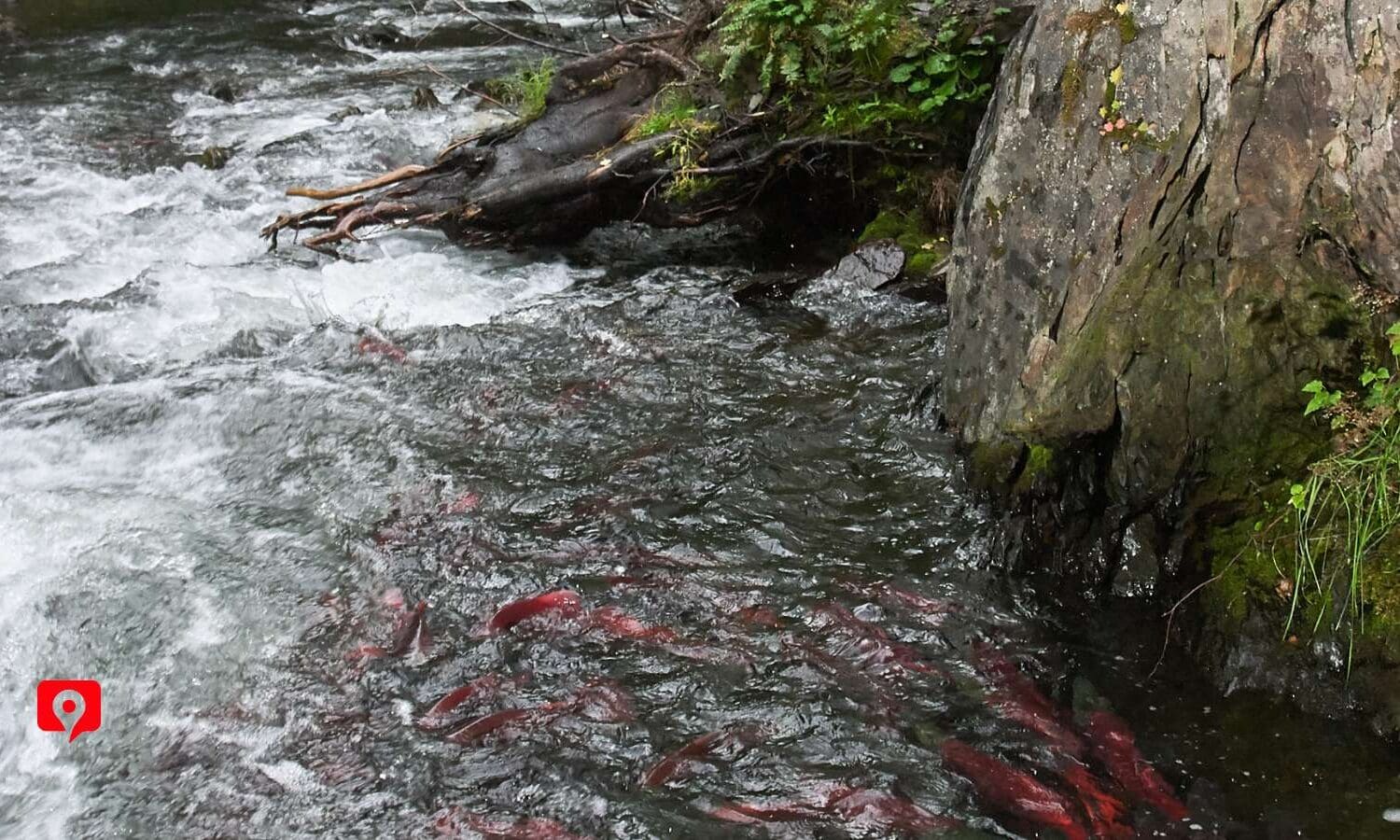 Russian & Kenai River Salmon Runs