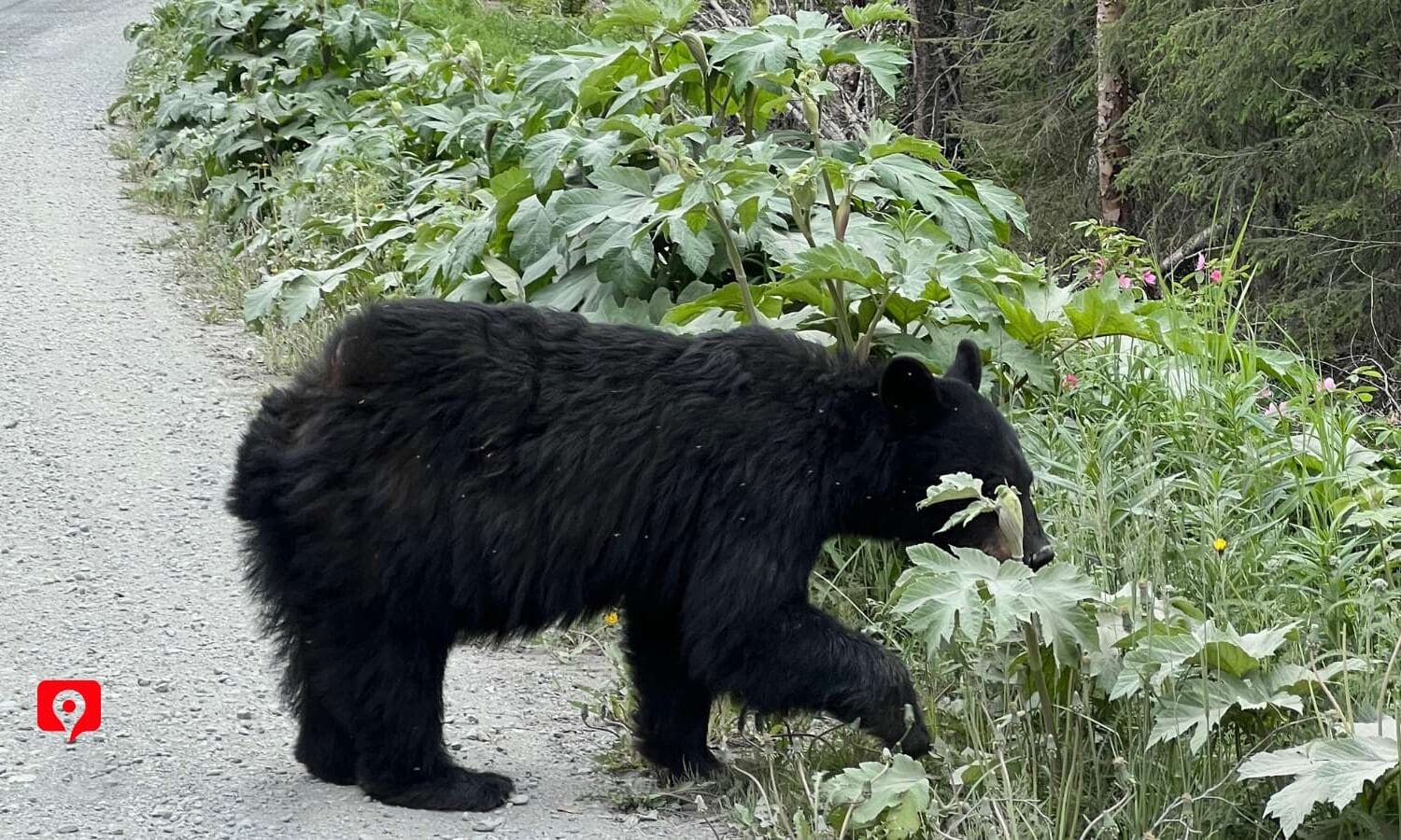 Skilak Lake Road Wildlife