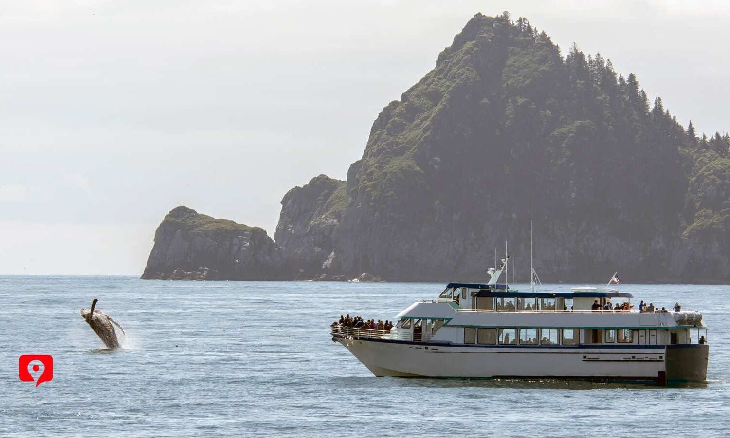 Whale Watching & Wildlife Cruises