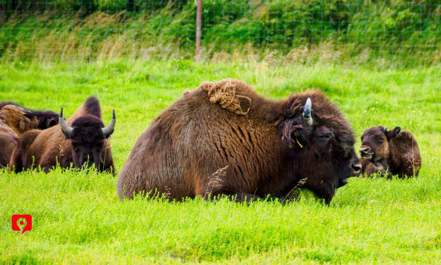 Wildlife Conservation Center