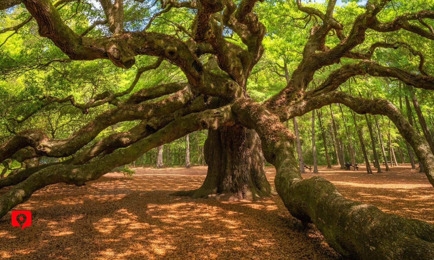 Angel Oak Tree