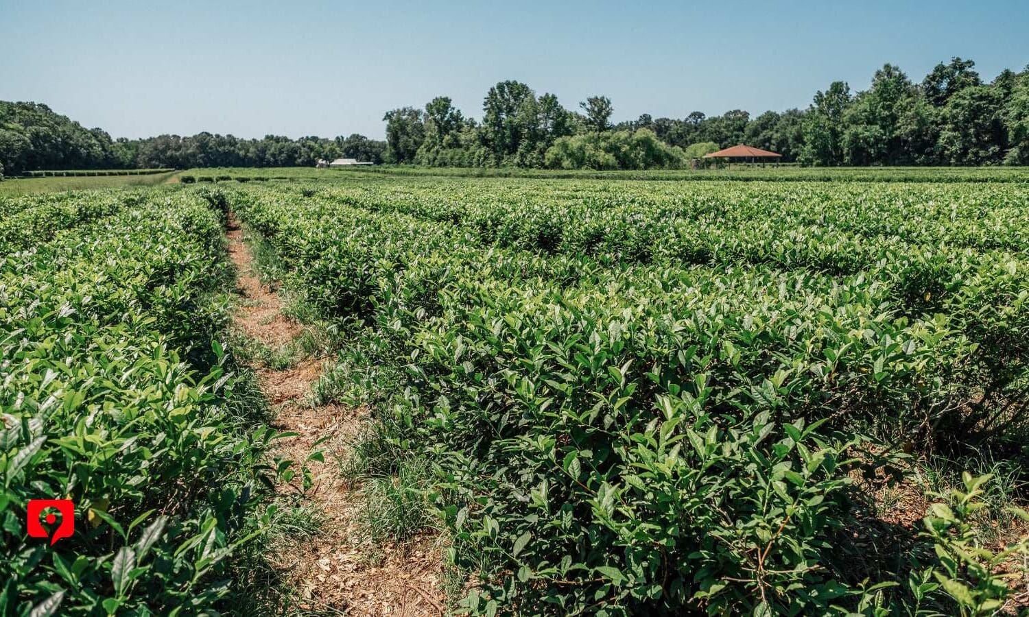 Charleston Tea Garden