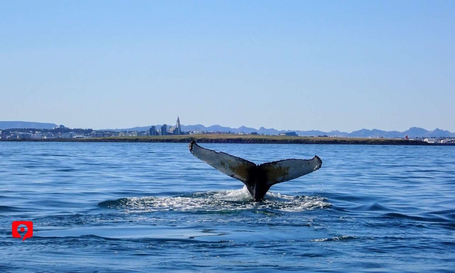 Go Whale Watching