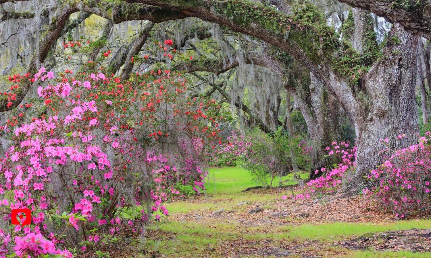 Magnolia Plantation Gardens