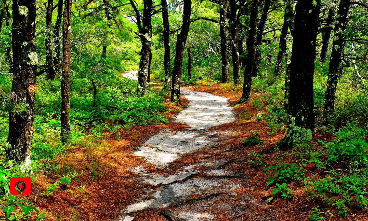 Atlantic White Cedar Swamp Trail