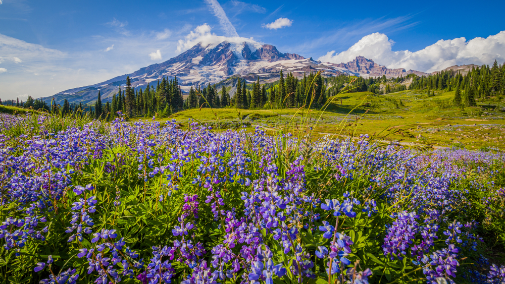 Mount Rainier Washington