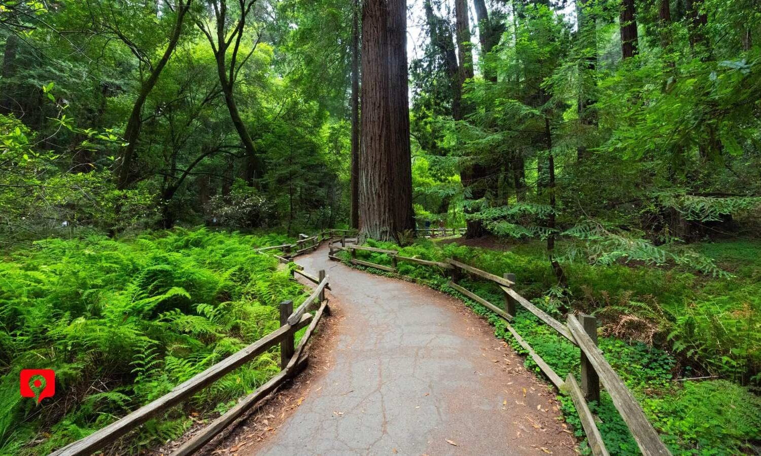 Bohemian Grove