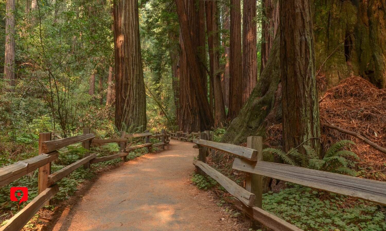 Cathedral Grove