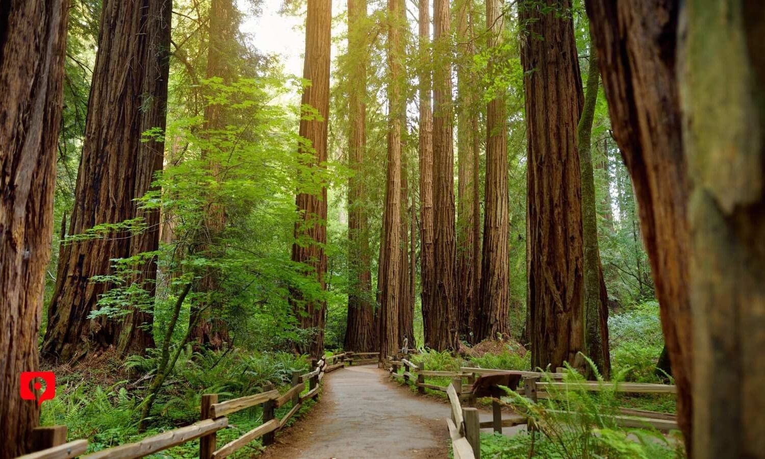 Muir Woods TRIP PLANNER 1