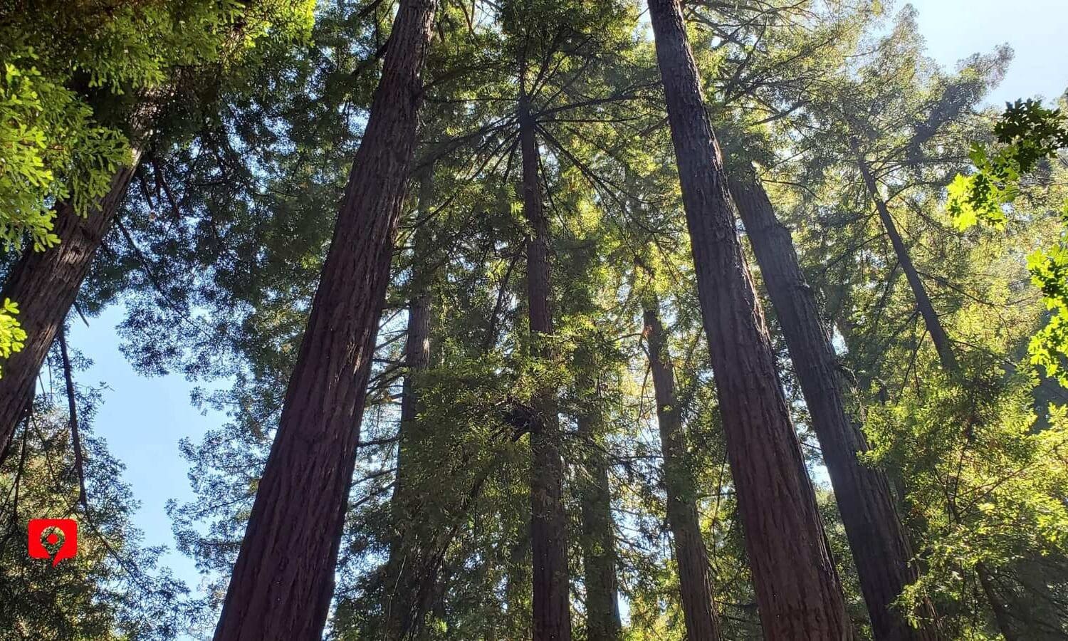 Muir Woods TRIP PLANNER2