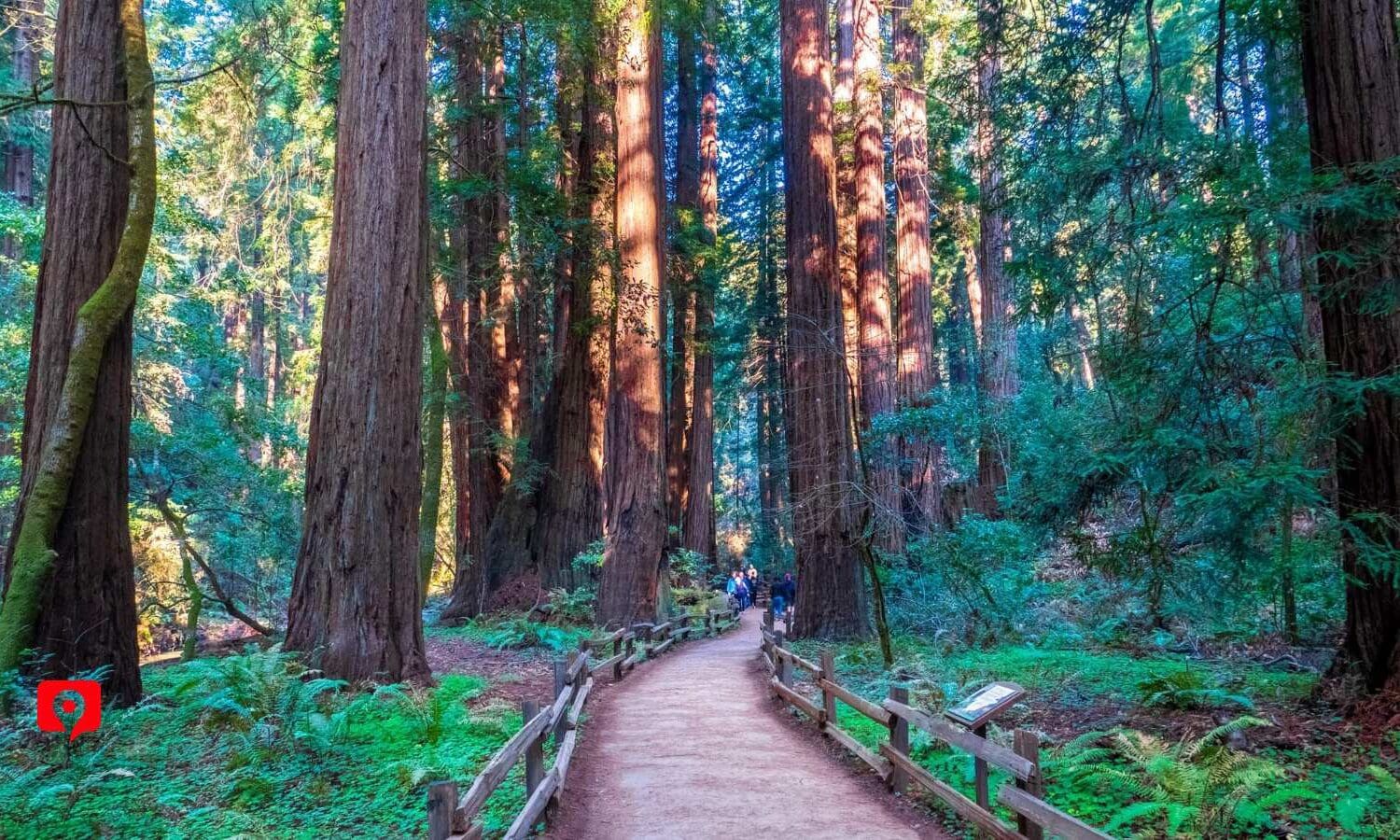 Muir Woods TRIP PLANNER3