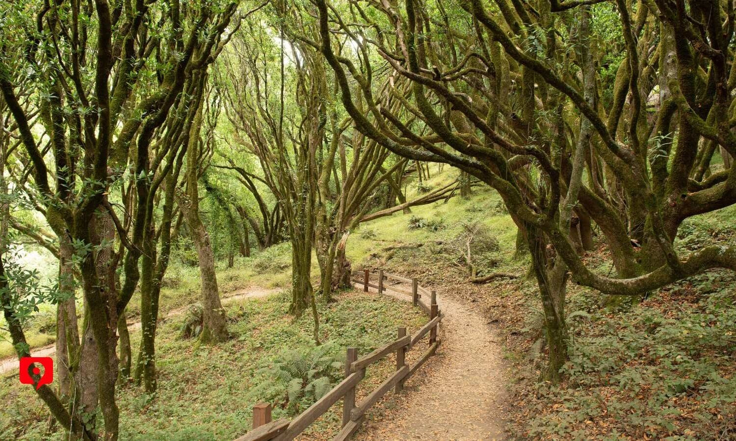 Redwood Canyon Point