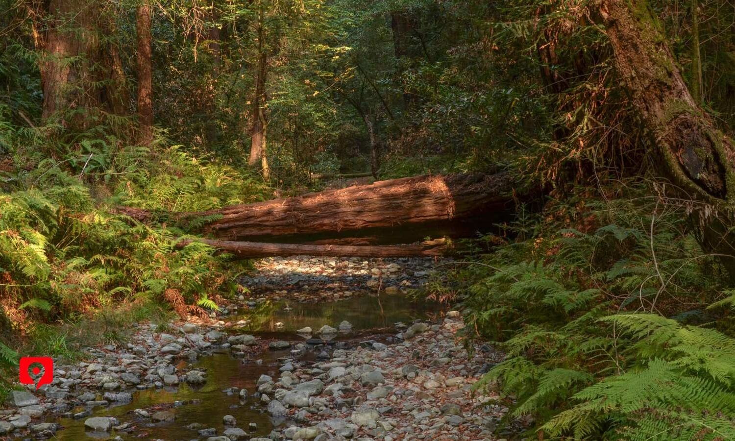 Redwood Creek